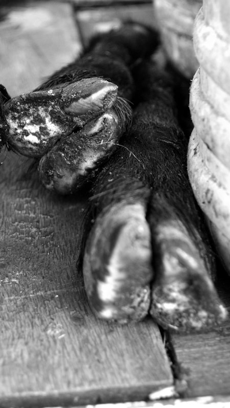 Helter Skelter: Photographing Death