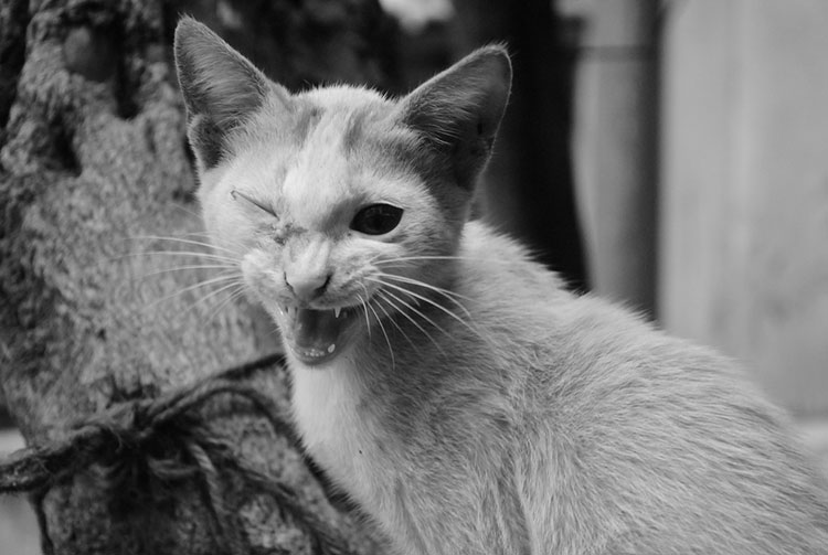 Helter Skelter: The Looking Glass