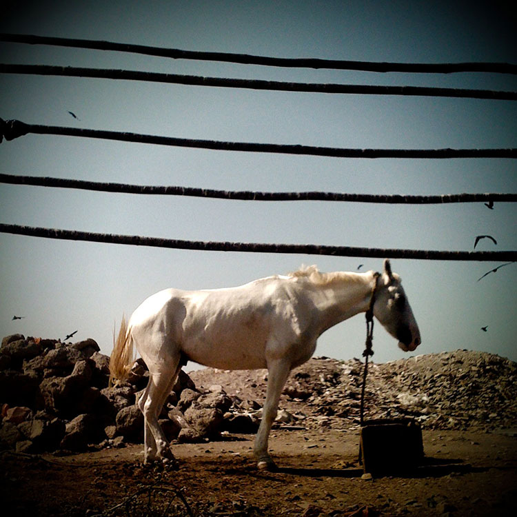 Helter Skelter: The Looking Glass