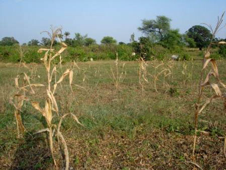 rotten crops