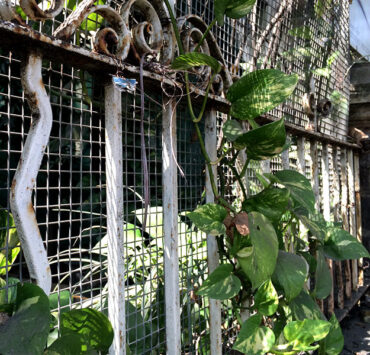 The Greens of My Lives