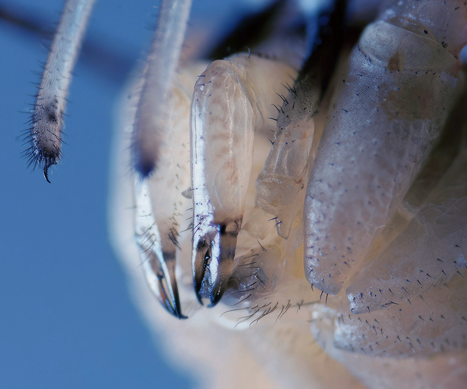 In the Insect Colony