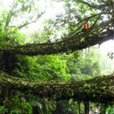 Double-decker root bridge